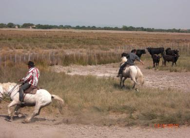 Camargue à partir d’Aigues-Mortes - mai 2012