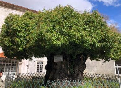 Arbre ancien et magnifique - 2024